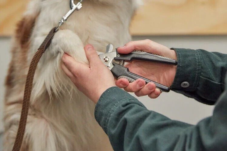 Nagelknipservice voor jouw hond - € 6.95 Nagelknipservice voor jouw hond - € 6.95